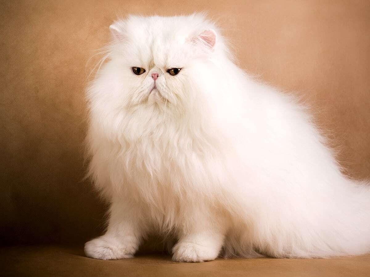 Persian