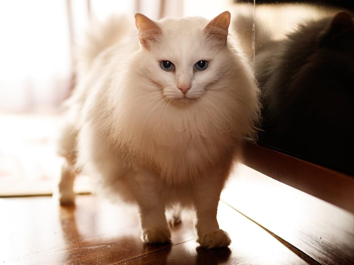 White Siberian Cat