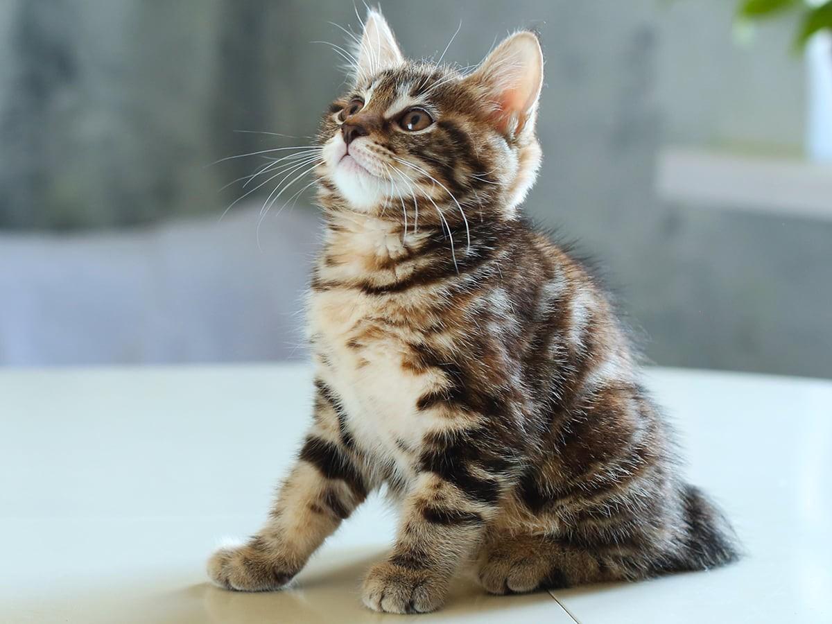 Kurilian Bobtail