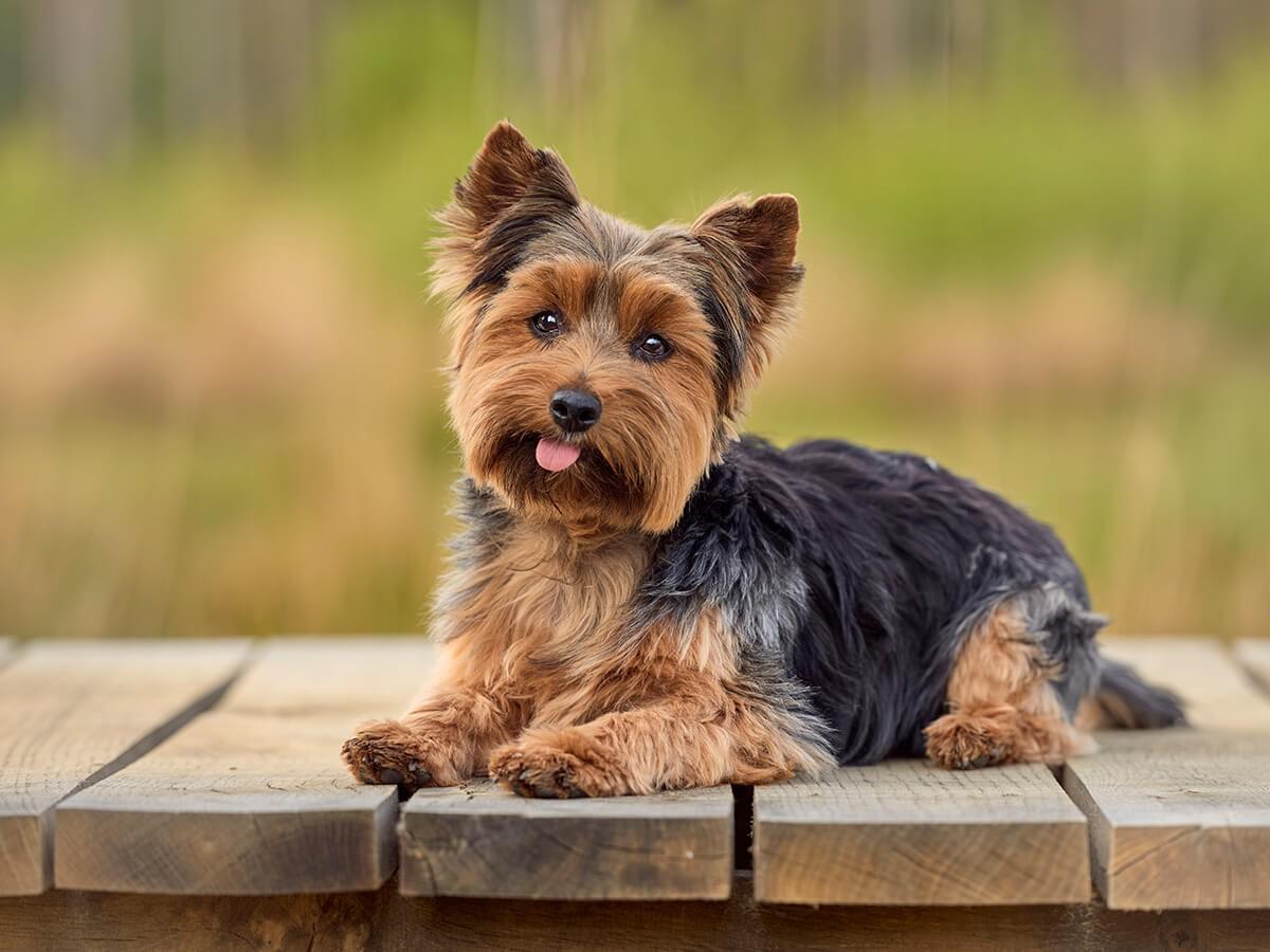Yorkshire Terrier