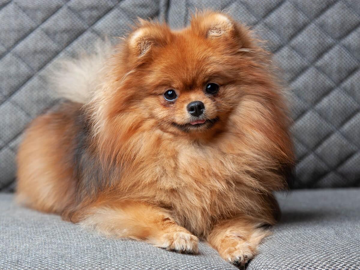 Pomeranian