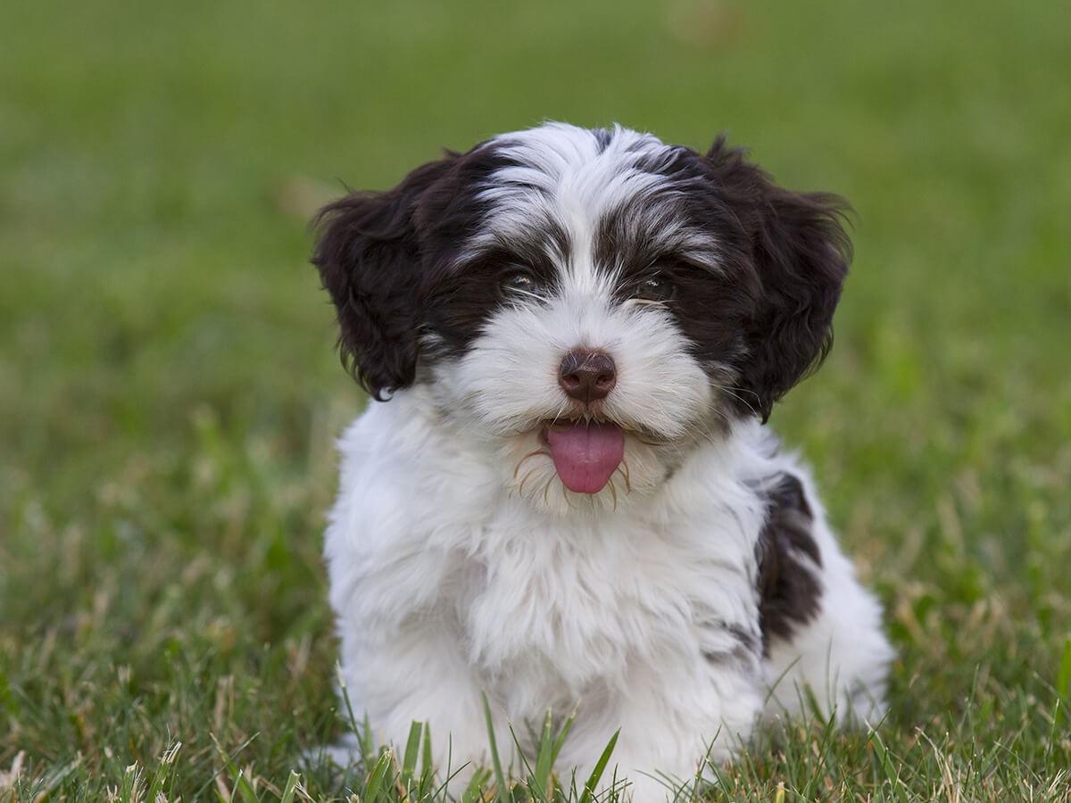 Havanese