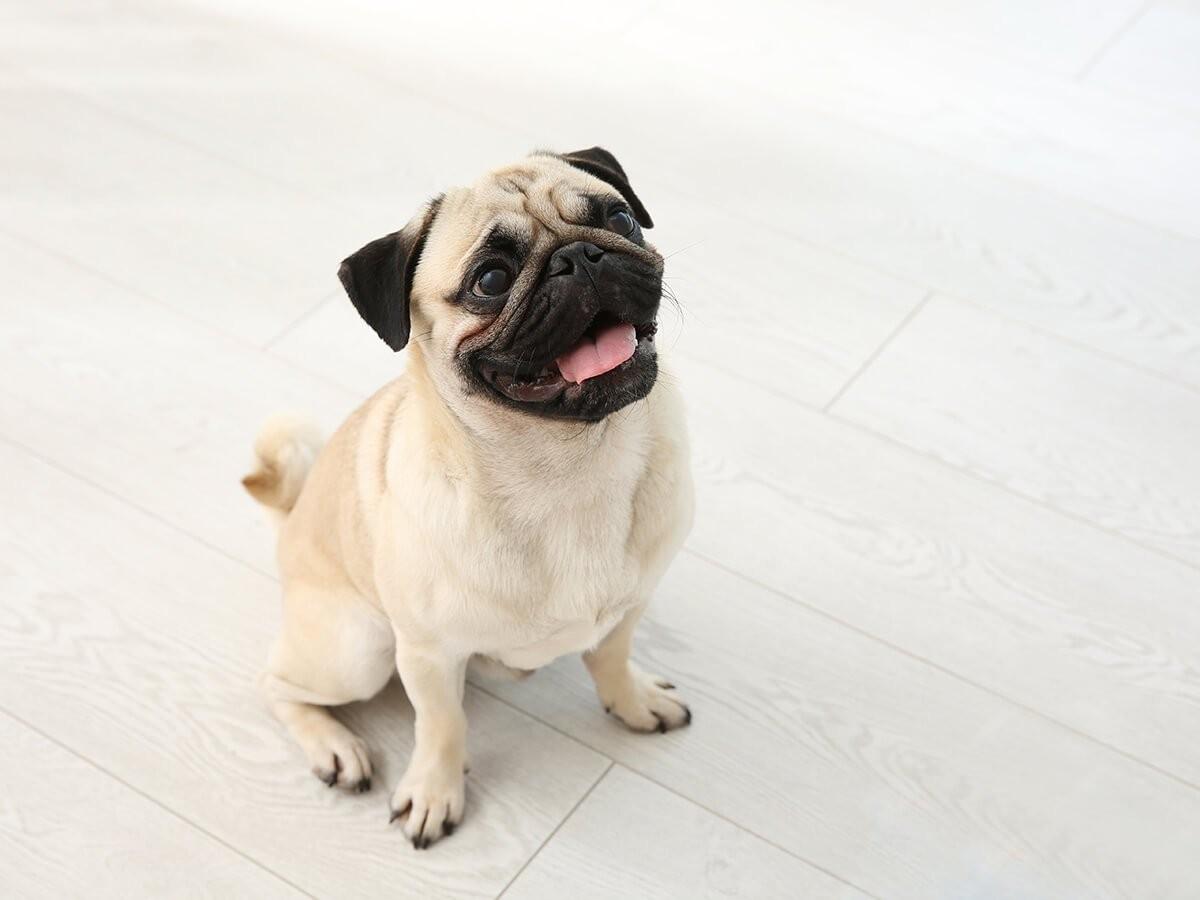 Pug