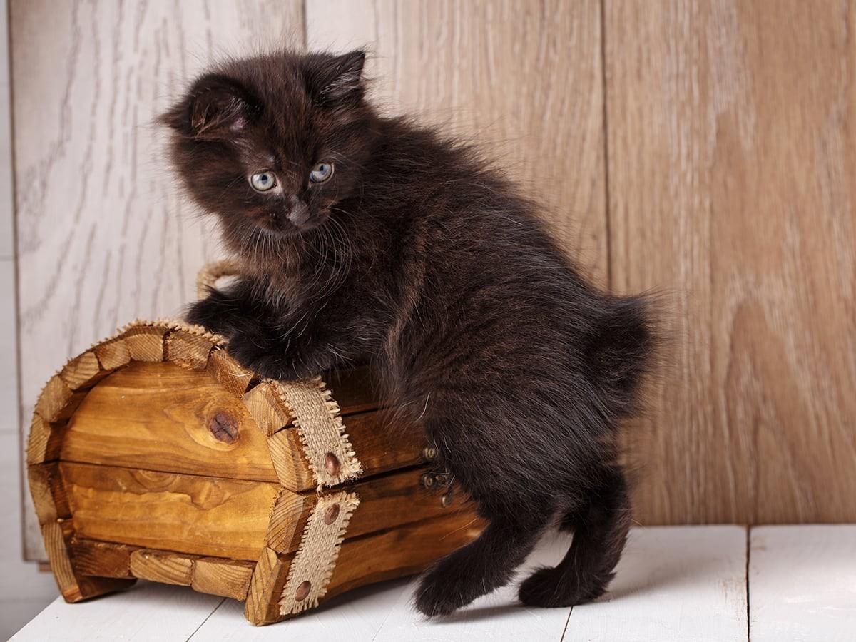 American Bobtail Cat