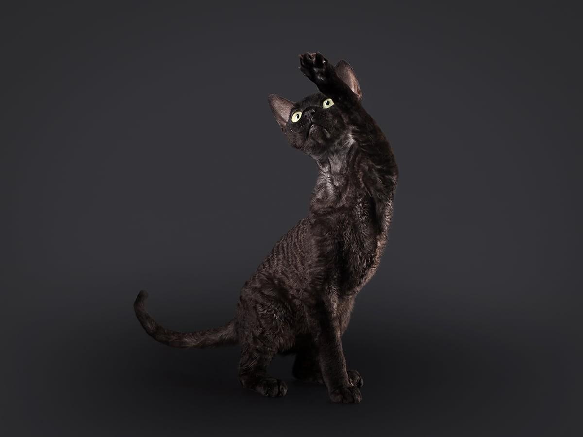 Black Devon Rex