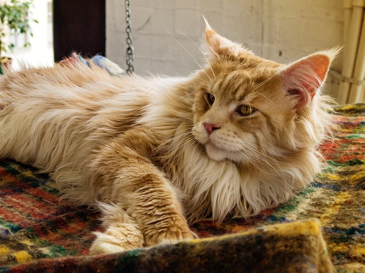 Maine Coon