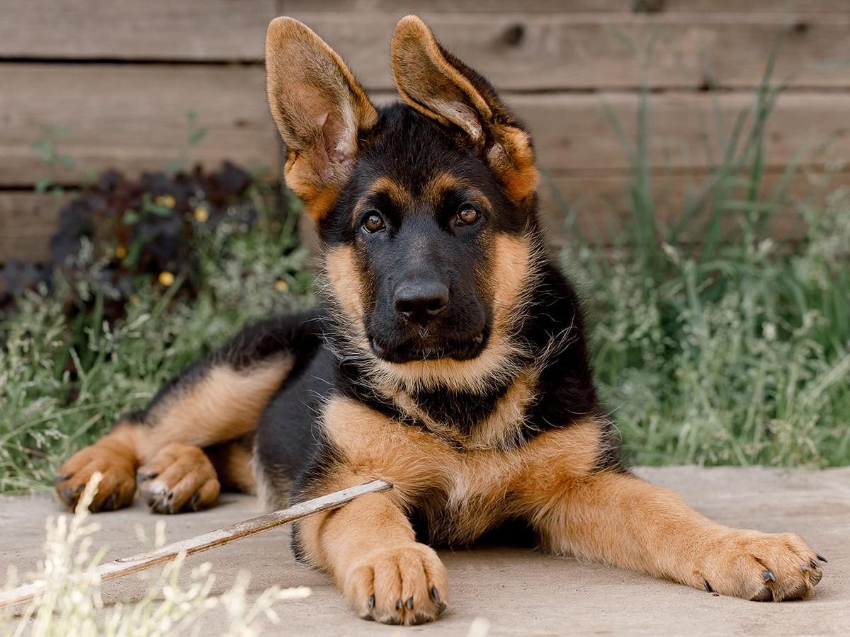 German Shepherd