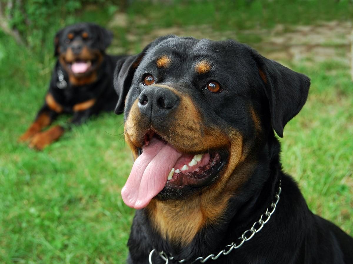 Rotweiler