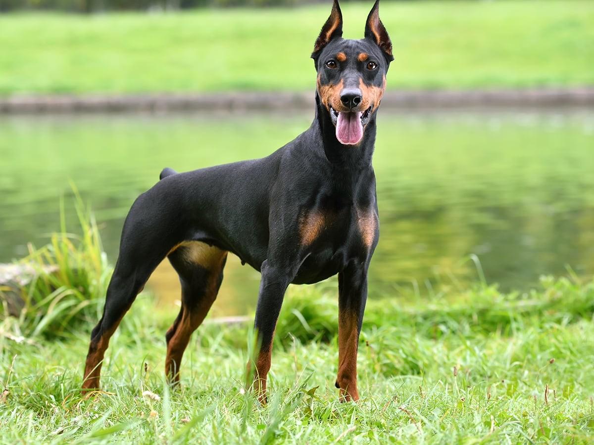 Doberman Pinschers