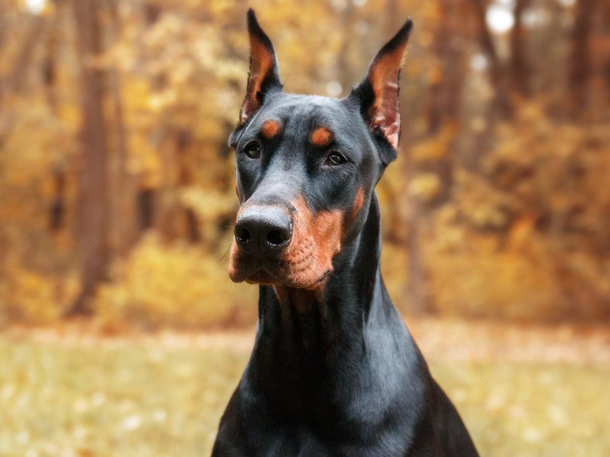 Doberman Pinscher