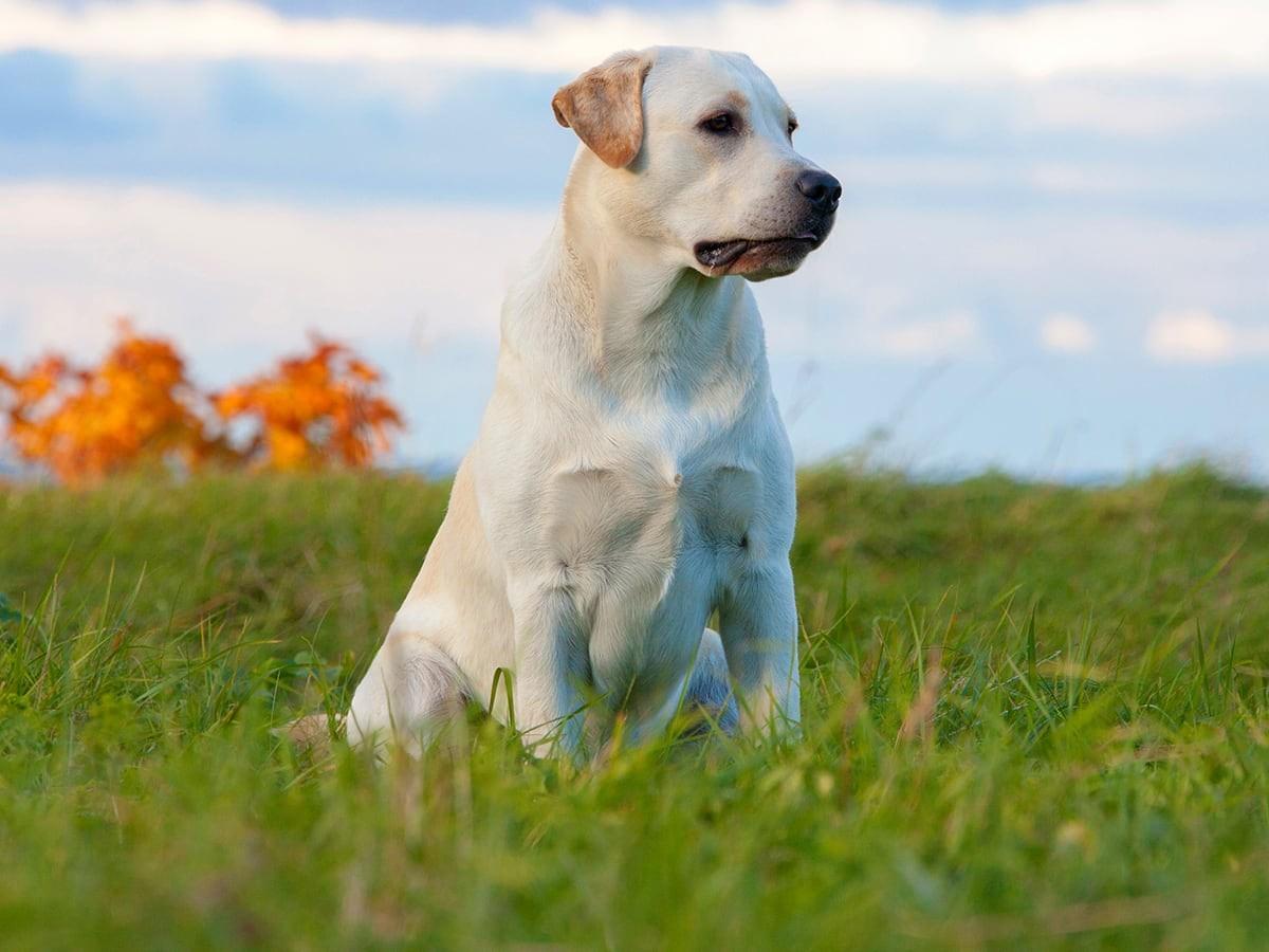 Labrador Retriver