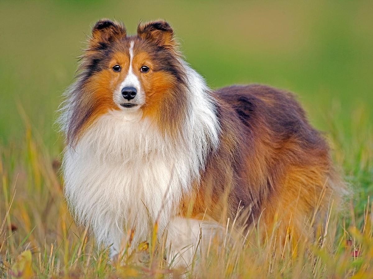 Shetland Sheepdog