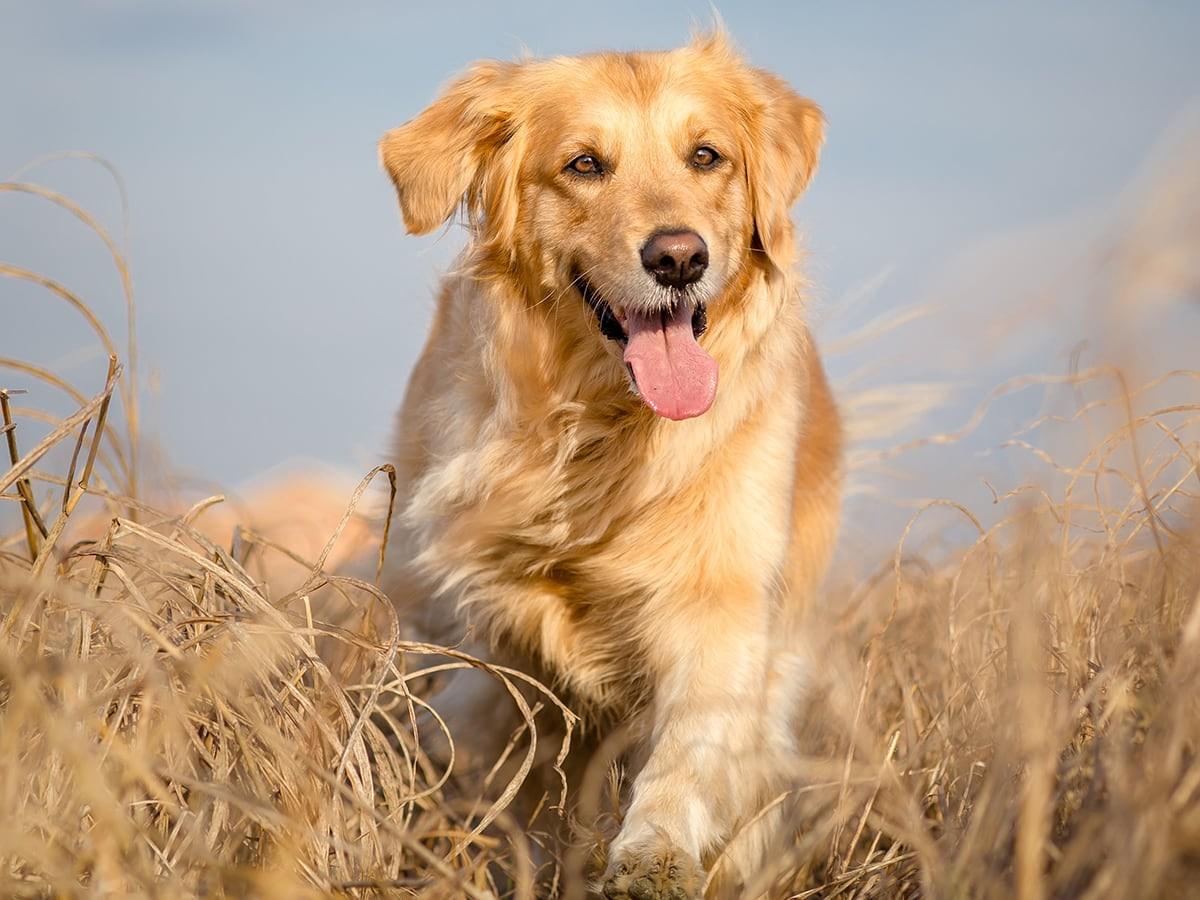Golden Retriever