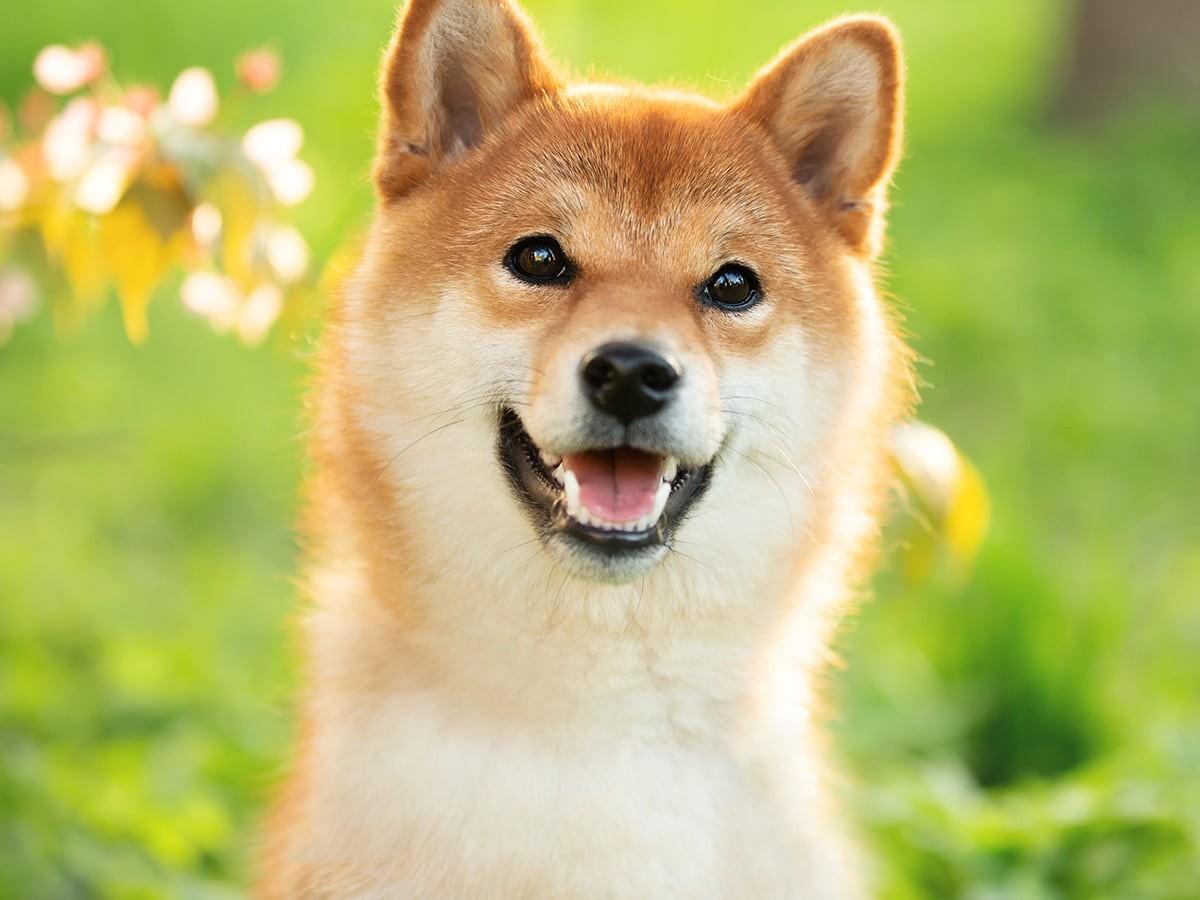 Shiba Inu