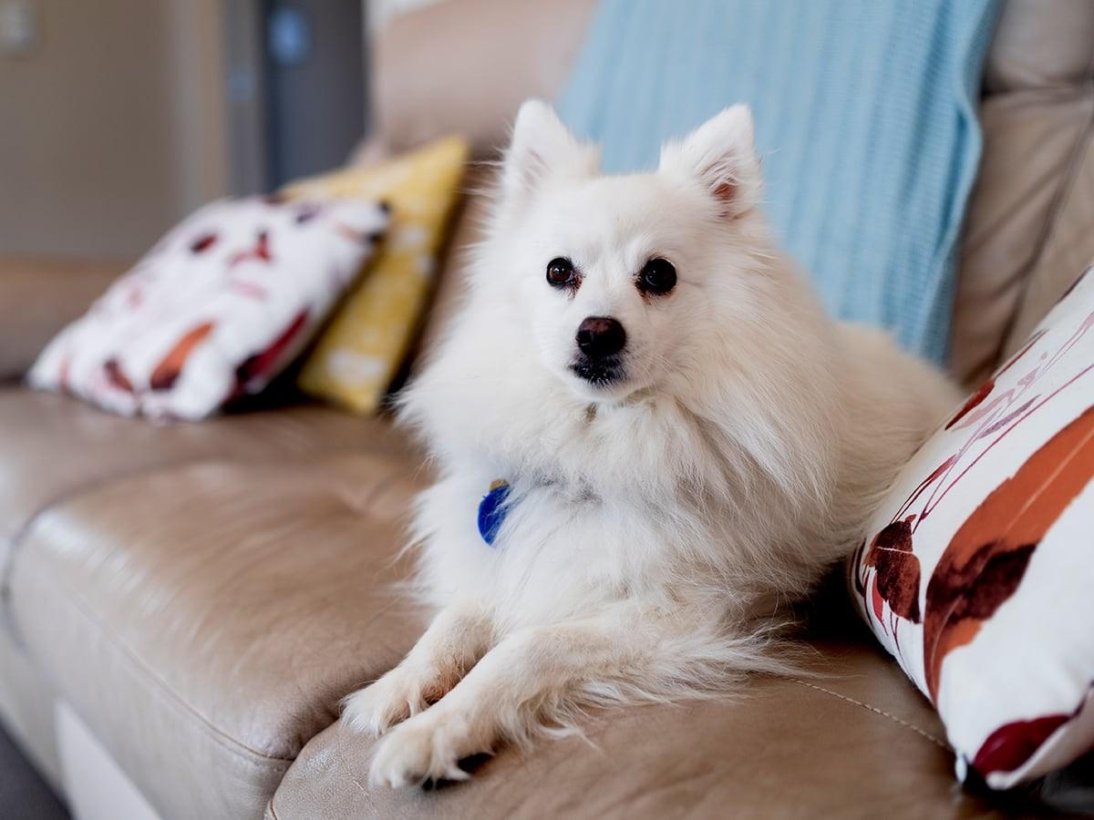 Japanese Spitz