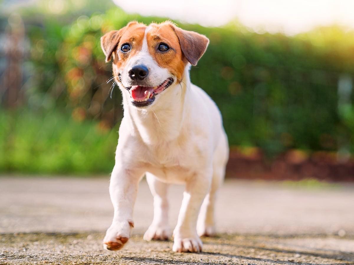 Japanese Terrier