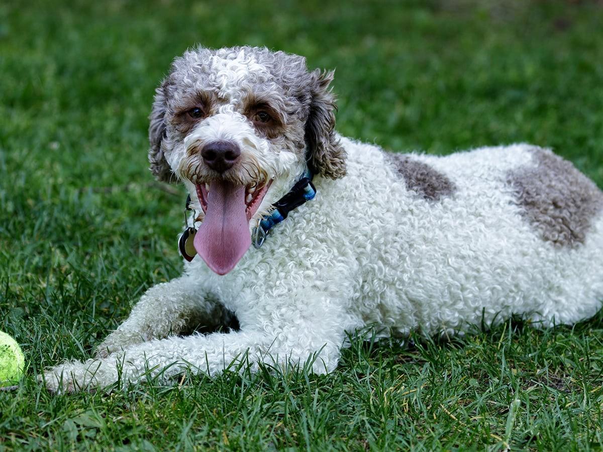 Lagotto Romagnolo