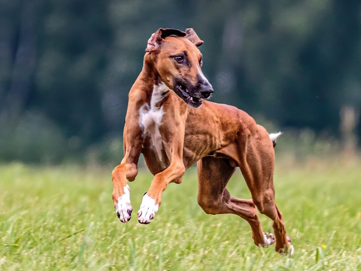 A brown and white dog runs through a grassy field.