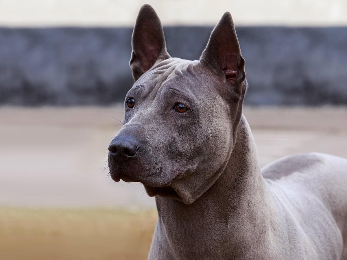 A gray dog with large upright ears stands outdoors.