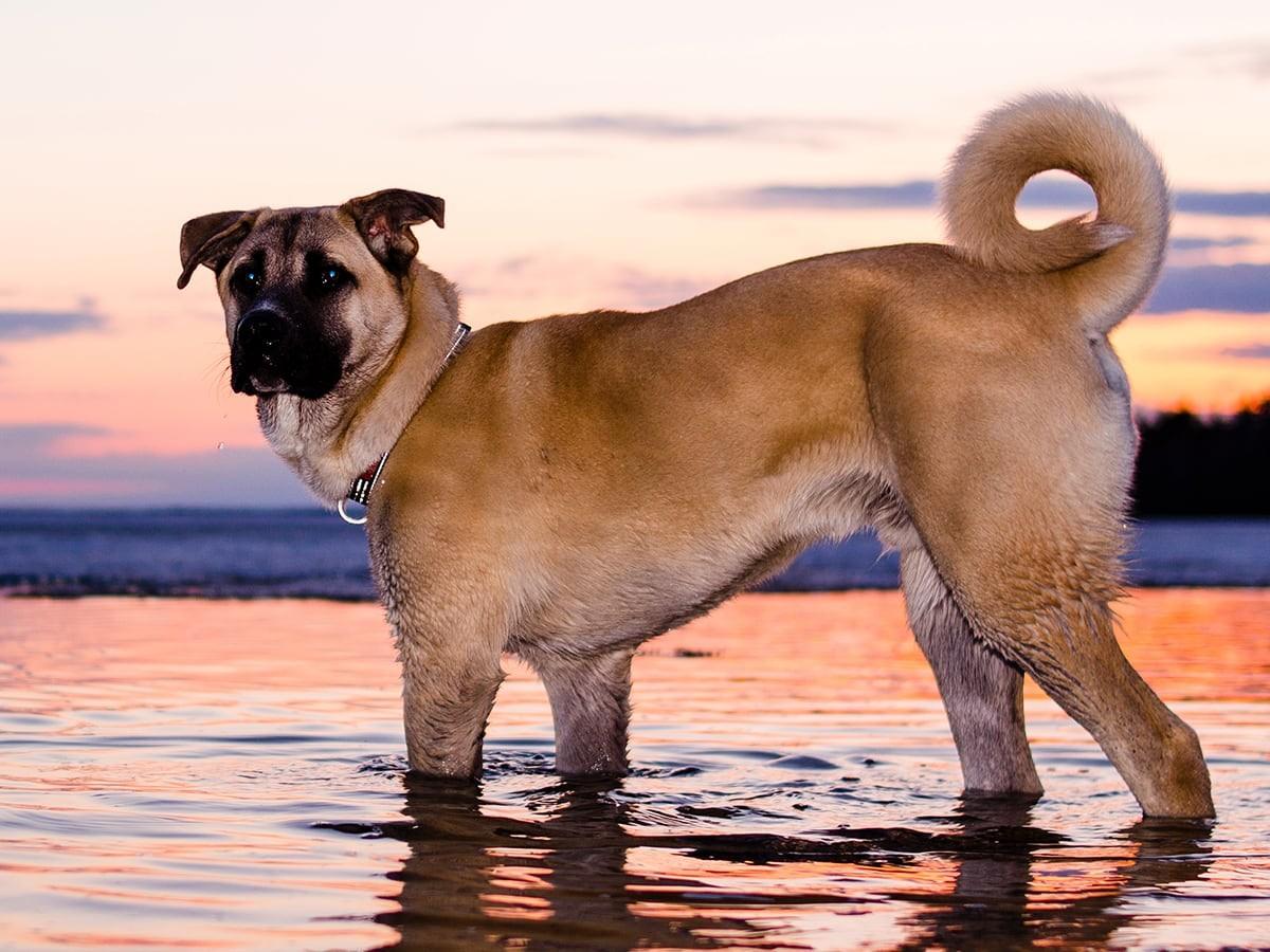 A brown dog with a black snout stands in shallow water at sunset.