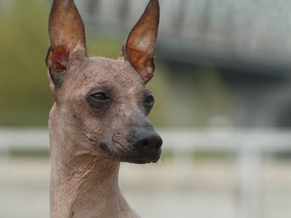 A hairless dog with large pointed ears looks to the side.