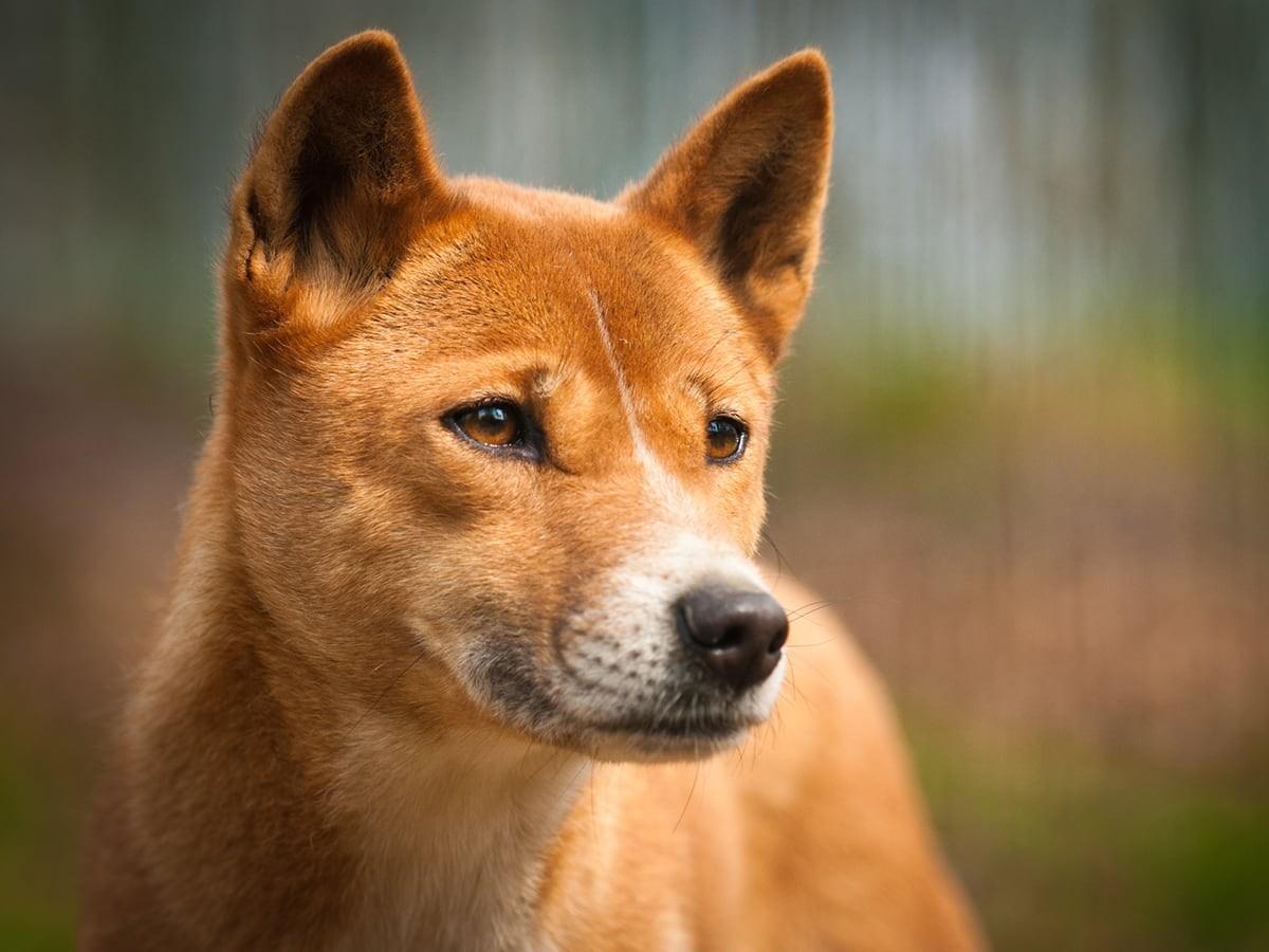 New Guinea Singing Dog