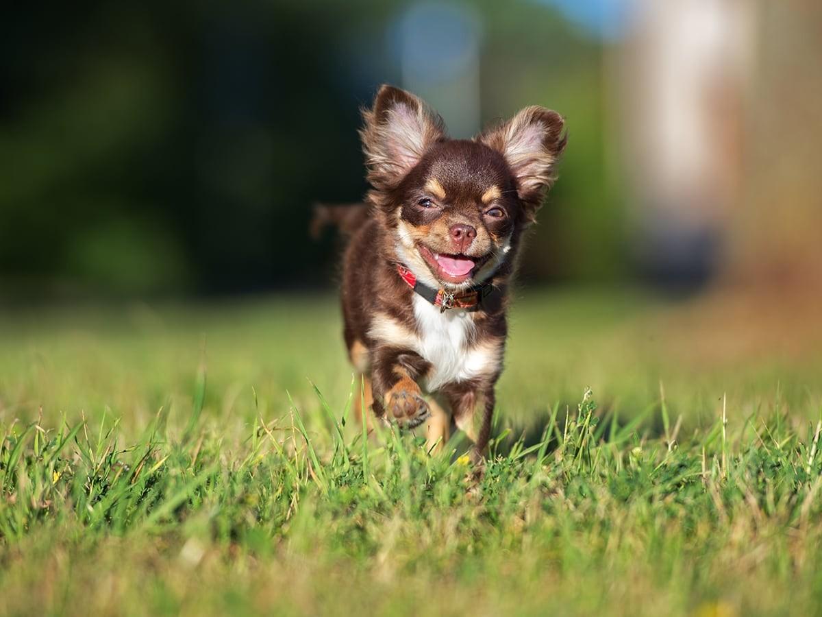 Chihuahua