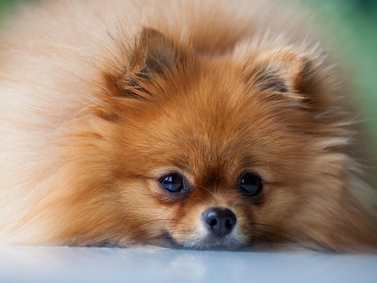 Pomeranians