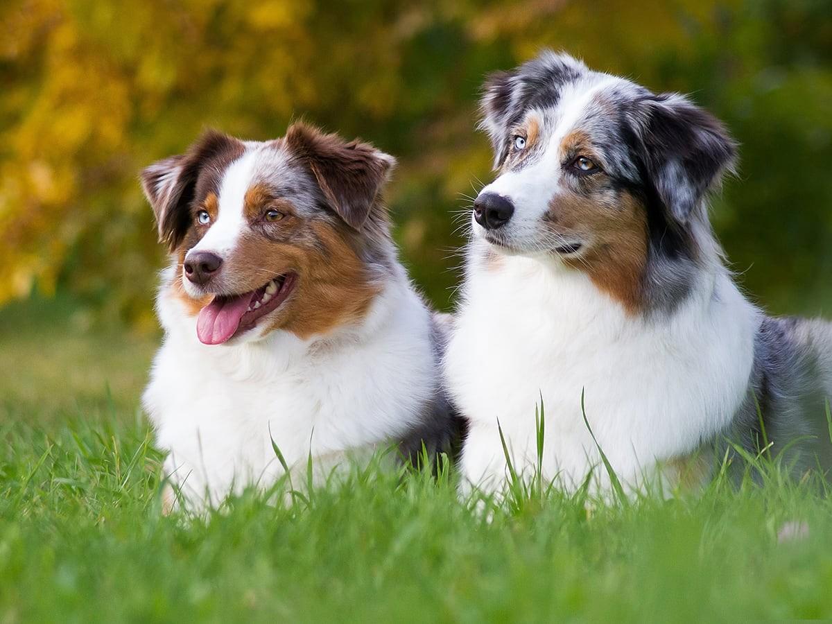 Australian Shepherds