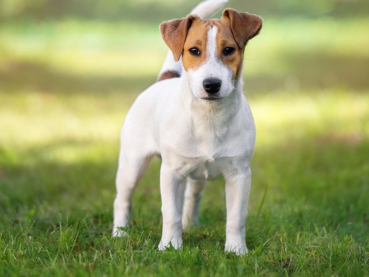 Jack Russell Terriers