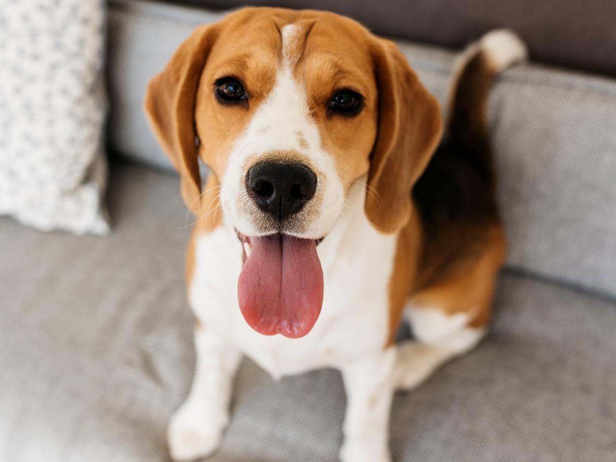 Beagle