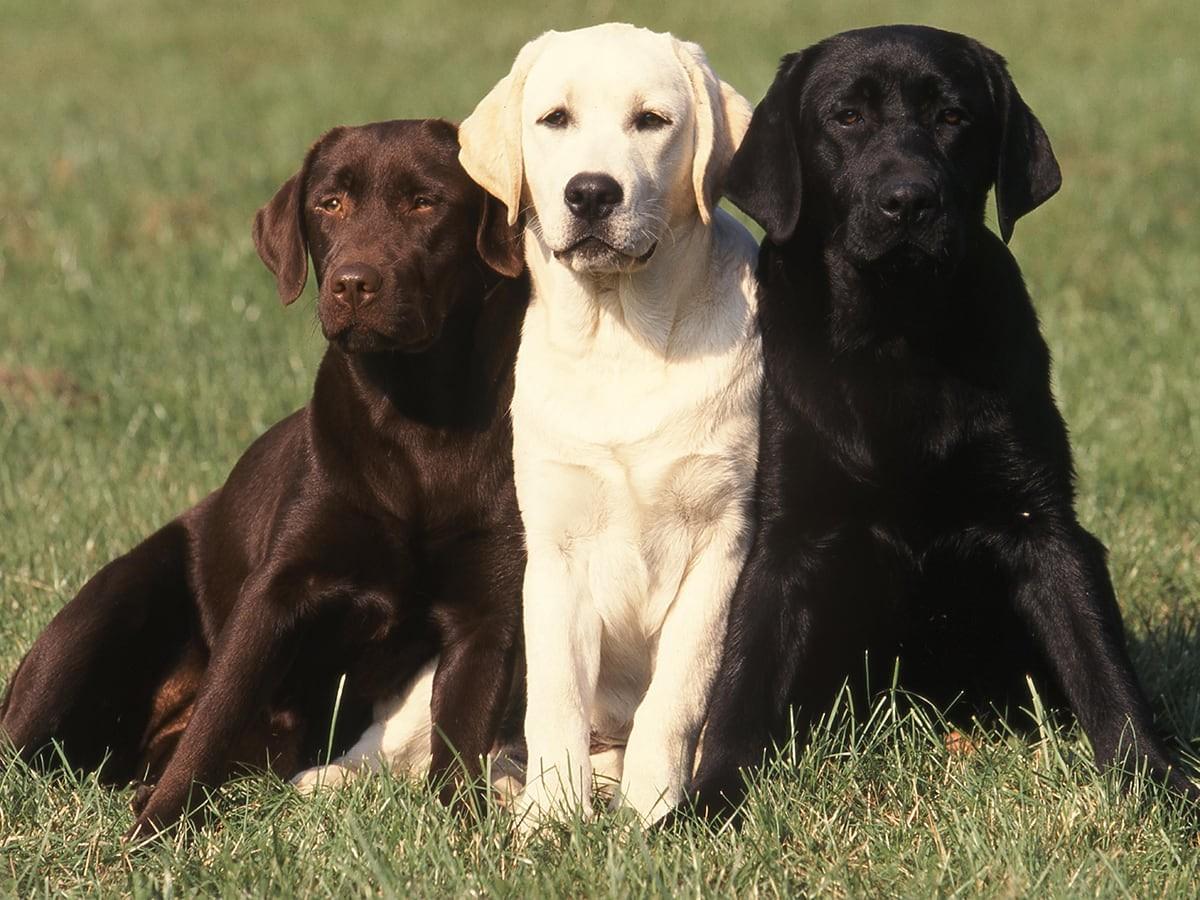 Labrador Retrievers
