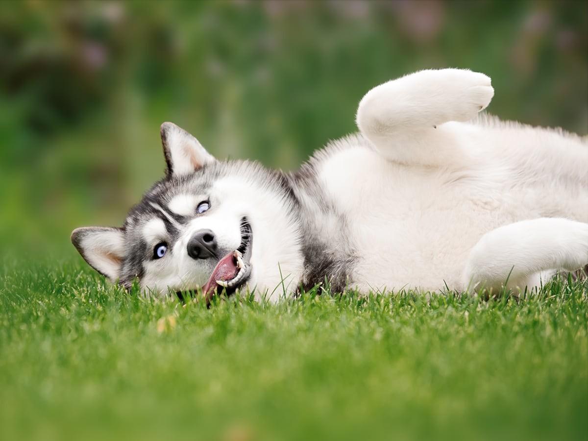 Siberian Husky