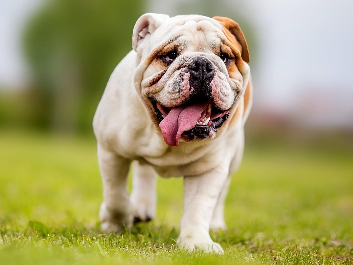 Bulldog