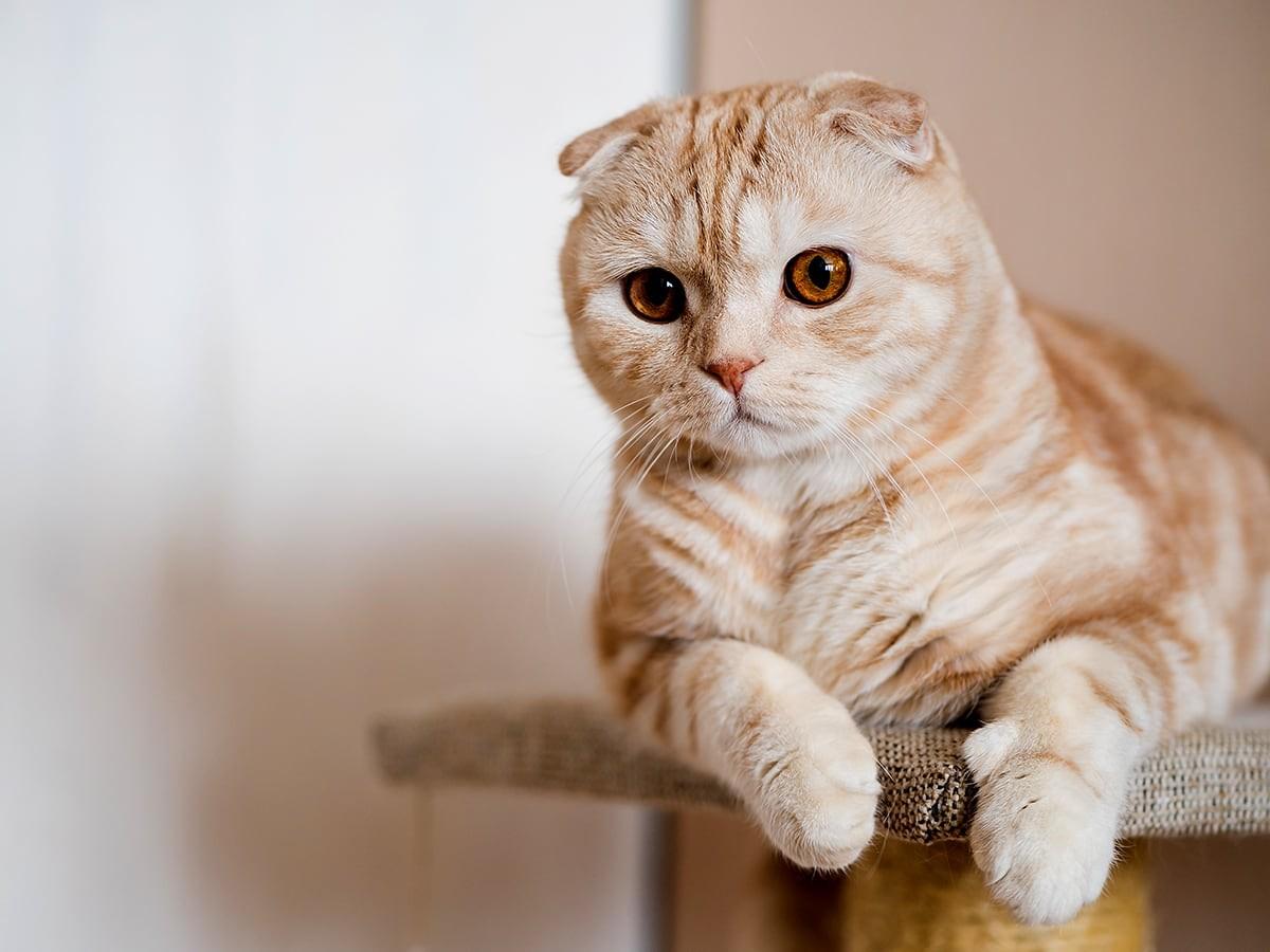 Scottish Fold