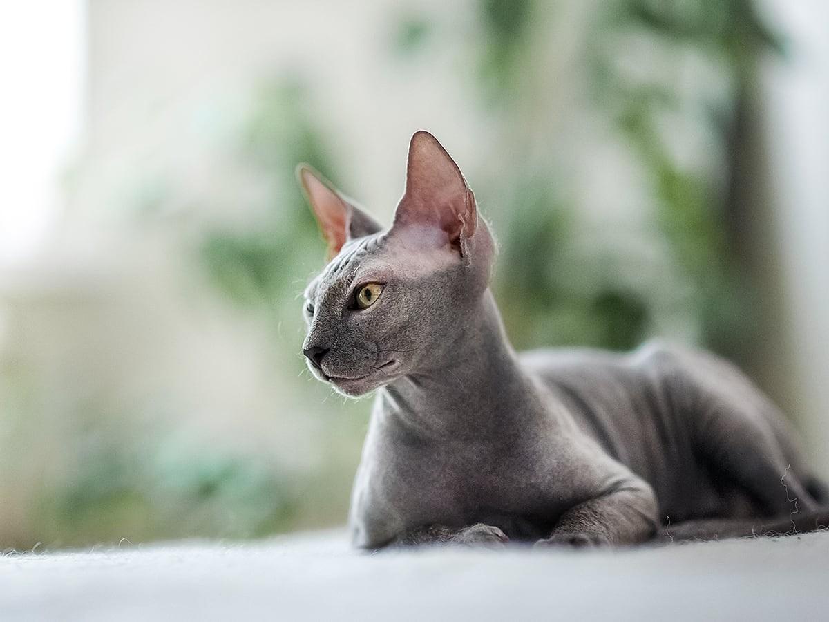 Sphynx 