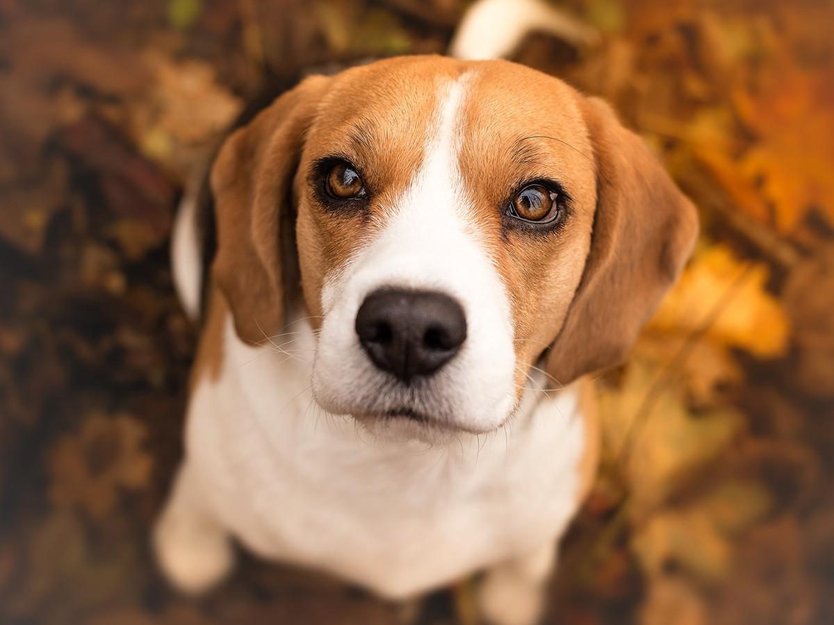 Beagle