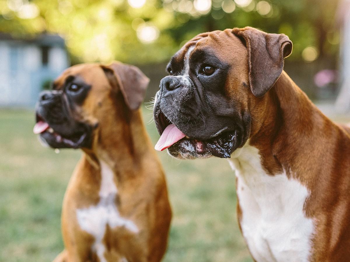 Boxer Dog