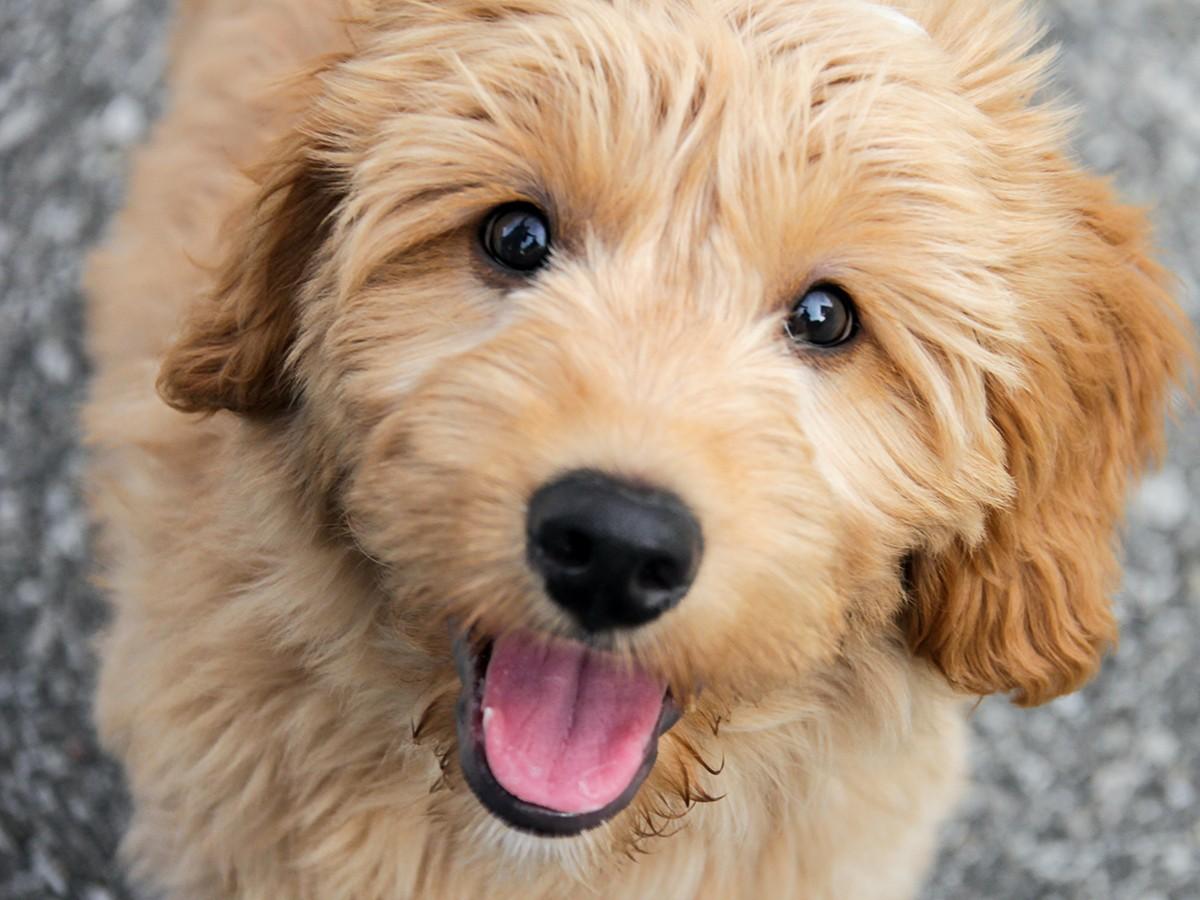 Goldendoodle