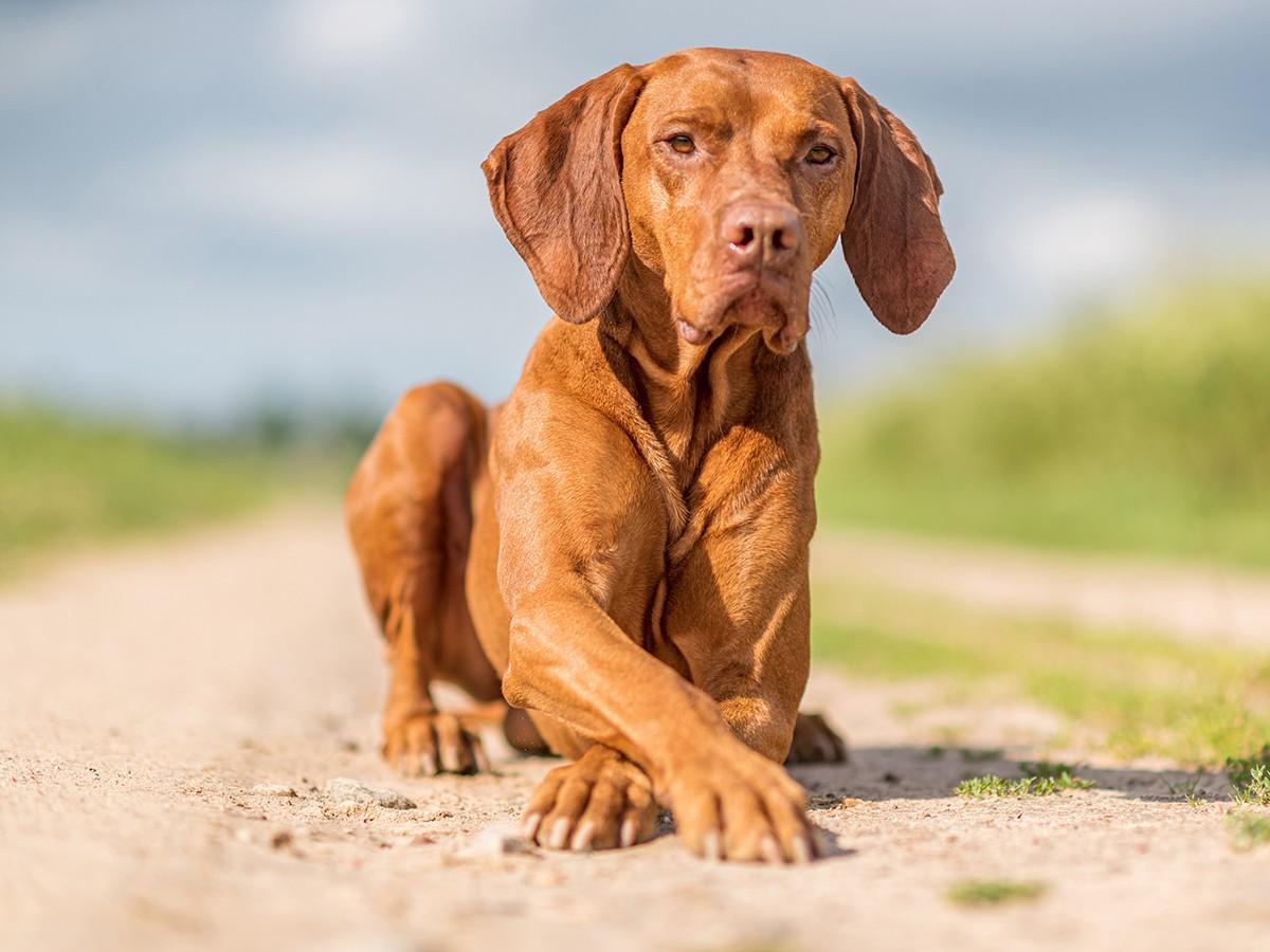 Vizsla