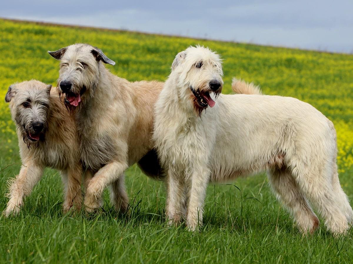 Irish Wolfhound 