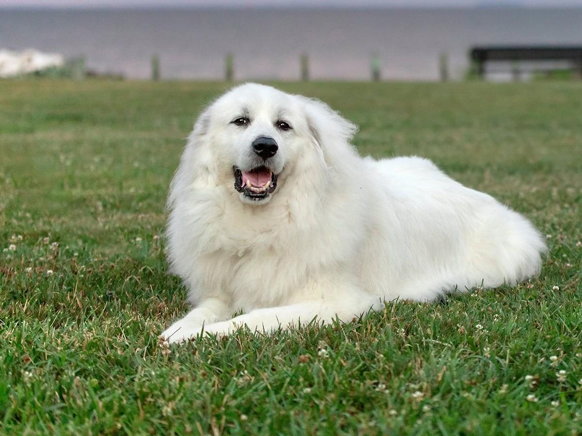 Great Pyrenees