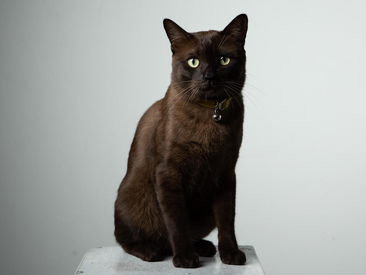 Havana brown cat