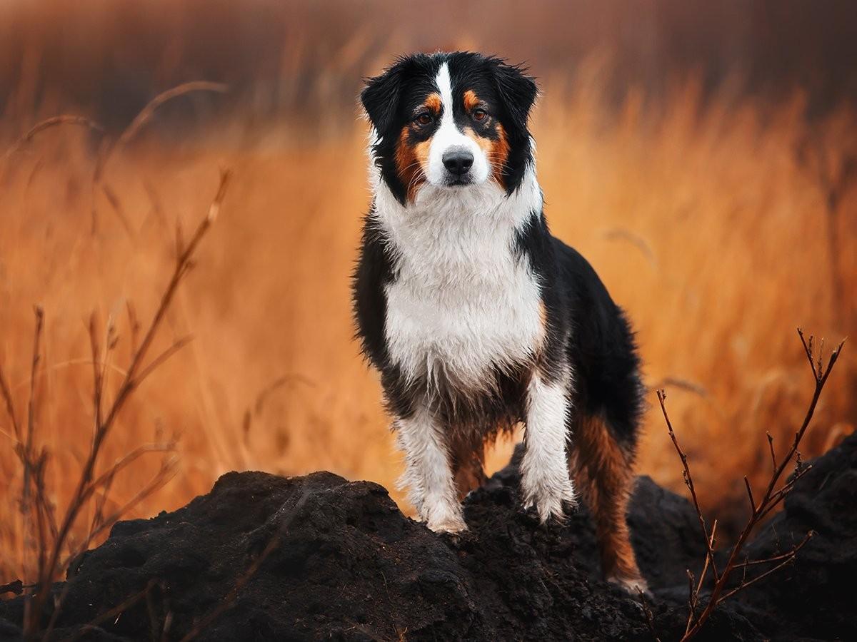 Australian Shepherd