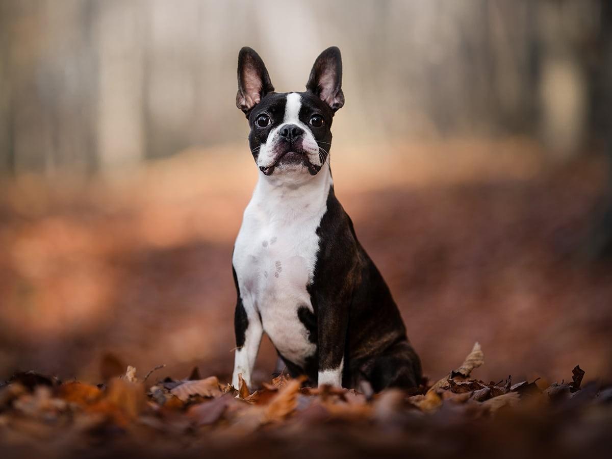 Boston Terriers