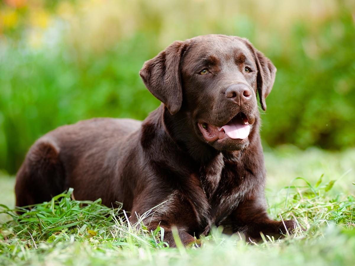 A brown Labrador retriever lies panting on grass.