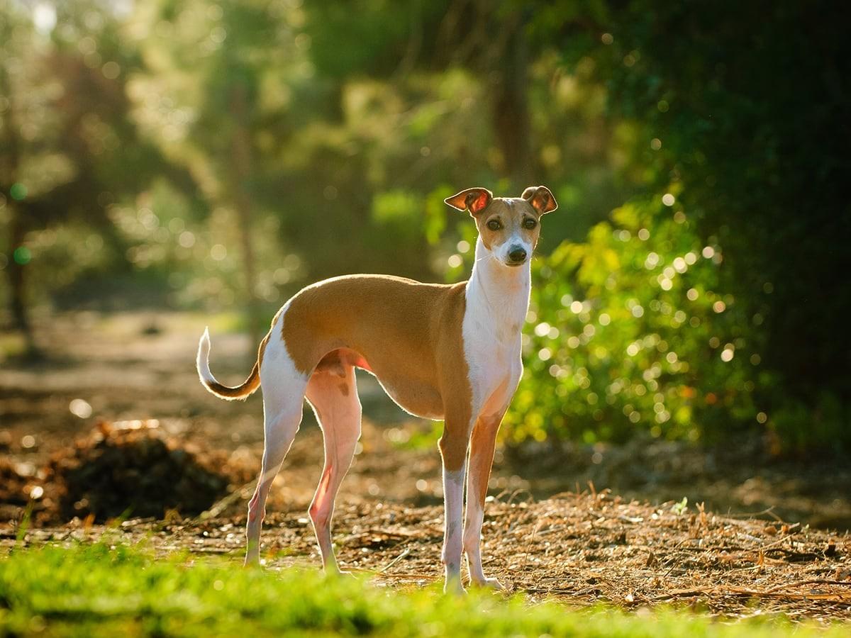 Italian Greyhound