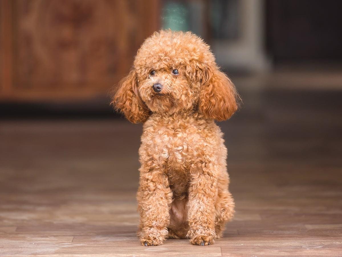 Toy Poodle