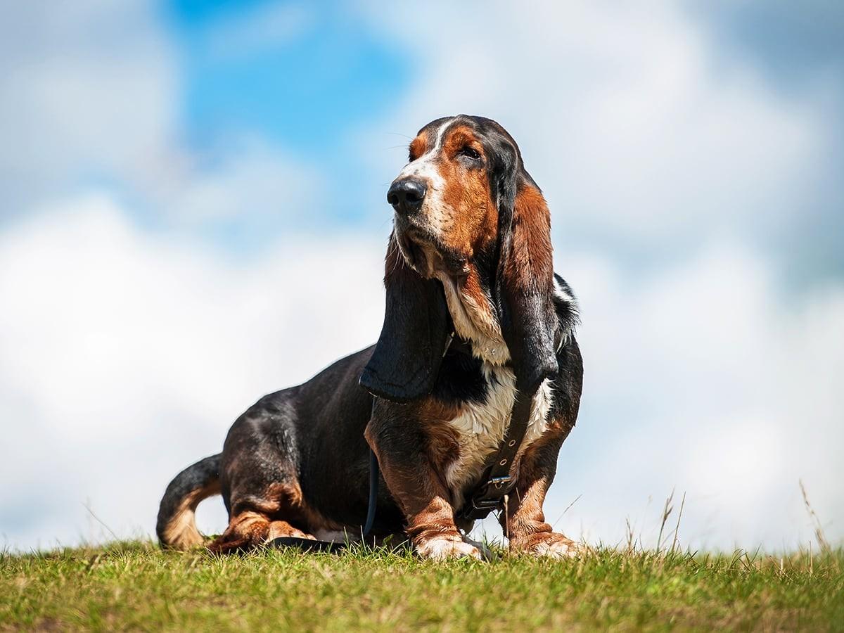 Basset Hound