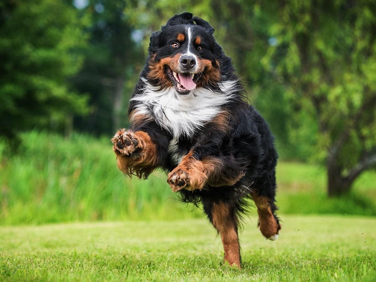 Bernese Mountain Dog